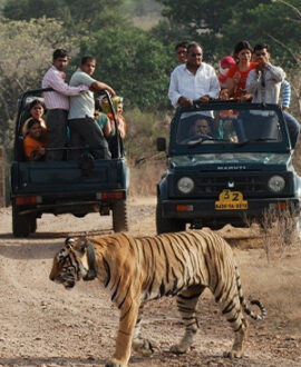 Thrilling Jungle Safari